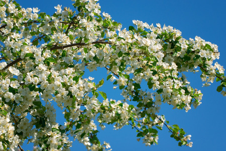 blooming apple treeの写真素材