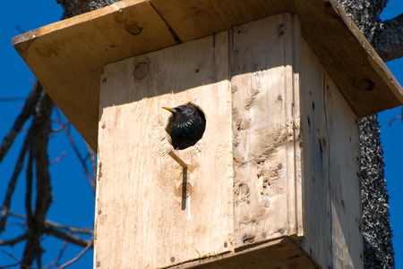 bird in a birdhouseの写真素材