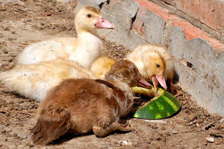 about like a duck eating watermelonの写真素材