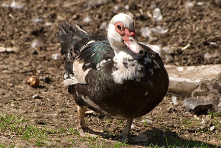 duckの写真素材
