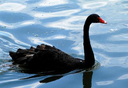 black swanの写真素材