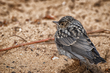 sparrowの写真素材