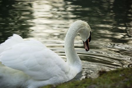 Swan in the lakeの写真素材