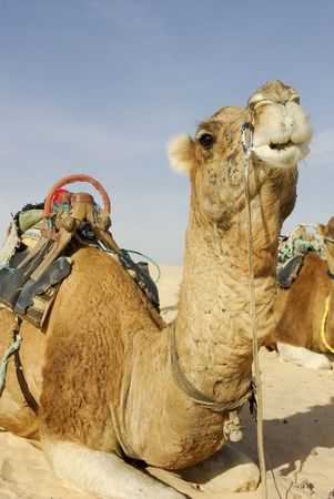 Camel resting in the Sahara desert sandの写真素材