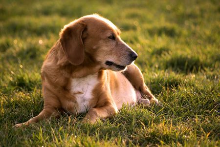Portrait of a dog laying in the grassの写真素材