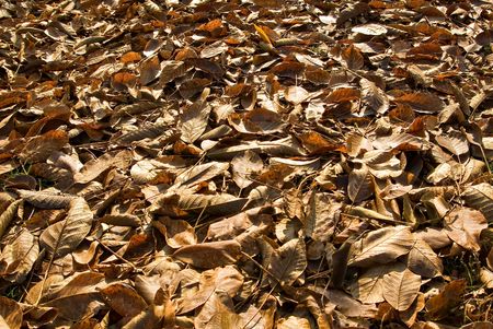 a lot of brown leaves on the ground in autumnの写真素材