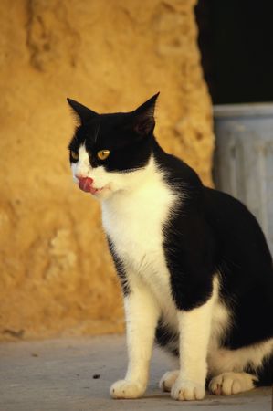 hungry cat licking itself on the street in tunisiaの写真素材