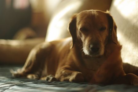 cute dog with golden hair laying on the sofaの写真素材