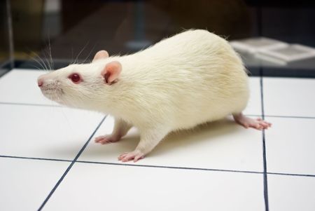 albino laboratory rat looking while on open field board during experiment closeupの写真素材