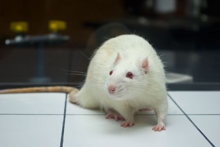 albino laboratory rat looking while on open field board during experiment closeupの写真素材