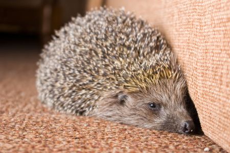 hedgehog walking indoors closeupの写真素材