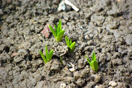 Closeup photo of young green sproutsの写真素材