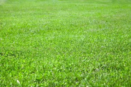 beautiful green grass with shallow depth of field