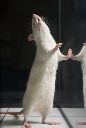 white (albino) laboratory rat standing on two feet on board during experiment