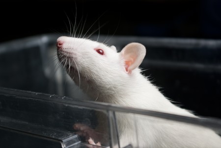 white (albino) laboratory rat in acrylic cage peeking and climbing out