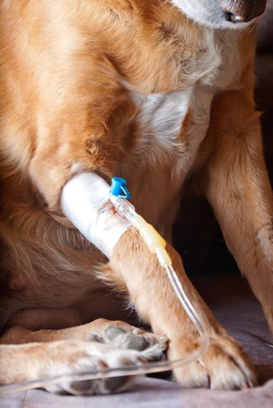 dog sitting on bed with cannula in vein taking infusionの写真素材