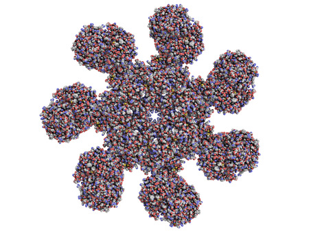 apoptosome is a large quaternary protein structure formed in the process of apoptosis (programmed...