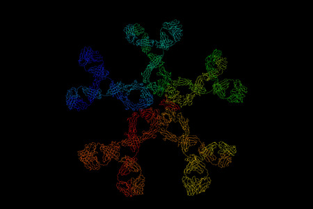 Immunoglobulin M, a basic antibody that is produced by B cells. It is the first antibody to appear in response to initial exposure to an antigen. 3d structure.の写真素材