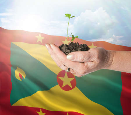 Grenada growth and new beginning. Green renewable energy and ecology concept. Hand holding young plant.の写真素材