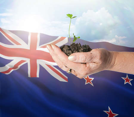 New Zealand growth and new beginning. Green renewable energy and ecology concept. Hand holding young plant.の写真素材