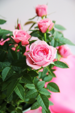  Pink roses on a pink background  の写真素材