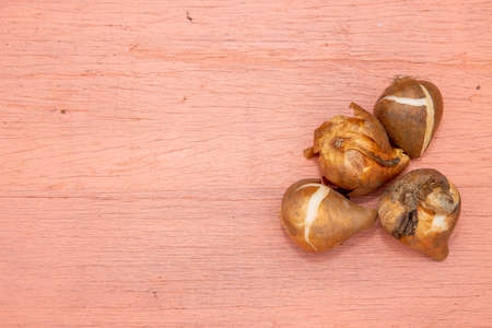 A close up photo of flower bulbs on a pink background gardening conceptの写真素材