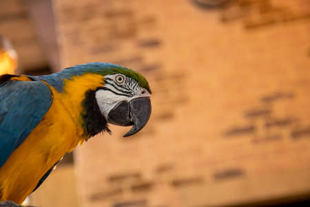 A beautiful yellow and blue parrot in doorsの写真素材