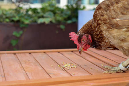 A brown chicken on the top of a chicken coop eating seedsの写真素材