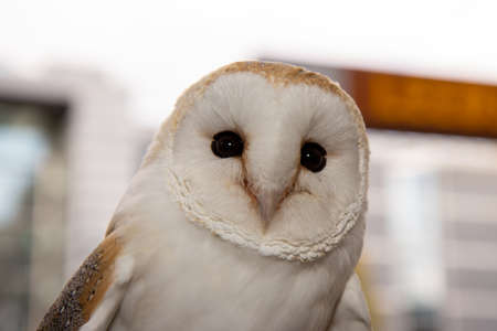 A close up photo of a beautiful white owlの写真素材
