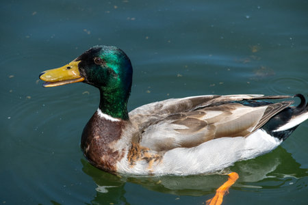 Close up photo of a duck with a green head and yellow beak