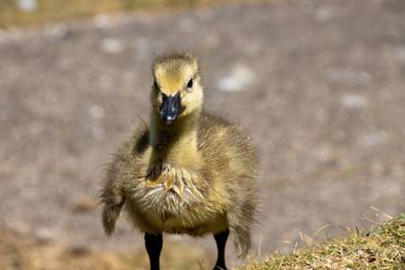 A cute yellow baby chickの写真素材