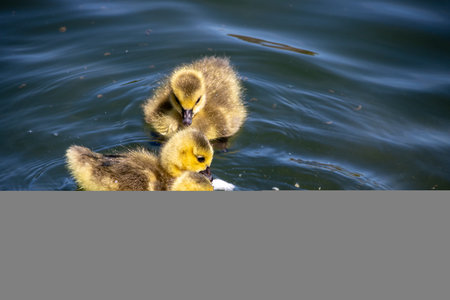 A group of three cute yellow baby chicksの写真素材