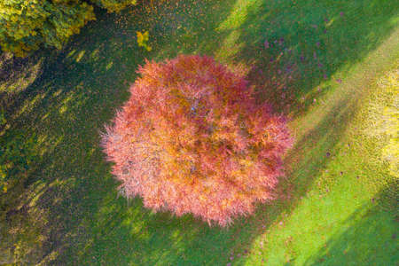 A beautiful aerial photo in the autumn fall at the park in Leeds West Yorkshire known as Roundhay Park showing the brown and green colours on the treesのeditorial素材