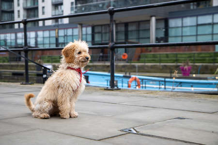 A very cute scruffy brown dog being taken for a walk along the canalの写真素材