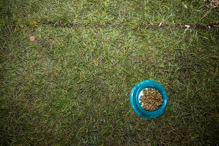 A bunny rabbits feeding bowl on a grass backgroundの写真素材