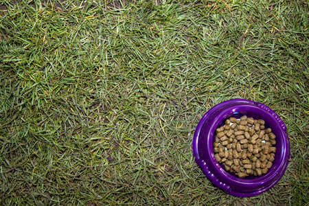 A bunny rabbits feeding bowl on a grass background