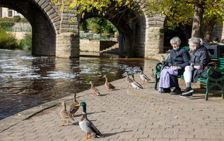 The beautiful town of Wetherby in the UK showing a collection of British ducks on the side of the river bank on a hot sunny summers dayのeditorial素材