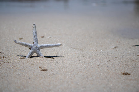 Starfish on a golden sandy beach, tropical island setting.の写真素材