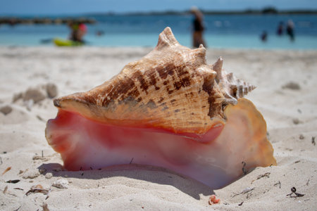 Close up of a large beautiful shell on a tropical sandy beach with a blurred background taken on a beach in The Caribbeanの写真素材