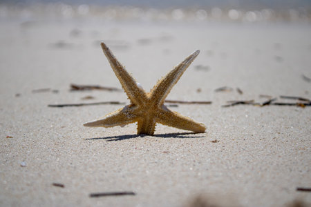 Starfish on a golden sandy beach, tropical island setting.の写真素材