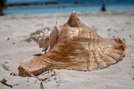 Close up of a large beautiful shell on a tropical sandy beach with a blurred background taken on a beach in The Caribbeanの写真素材