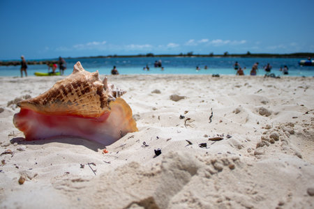 Close up of a large beautiful shell on a tropical sandy beach with a blurred background taken on a beach in The Caribbeanの写真素材