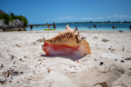 Close up of a large beautiful shell on a tropical sandy beach with a blurred background taken on a beach in The Caribbeanの写真素材