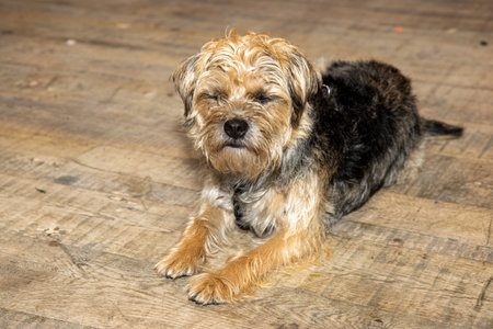 A cute brown and black Yorkshire terrier dog sat on a wooden floor looking sad and upset