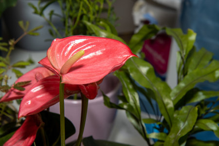 Photo of a beautiful Anthurium Livium Orange red glossy plantの写真素材