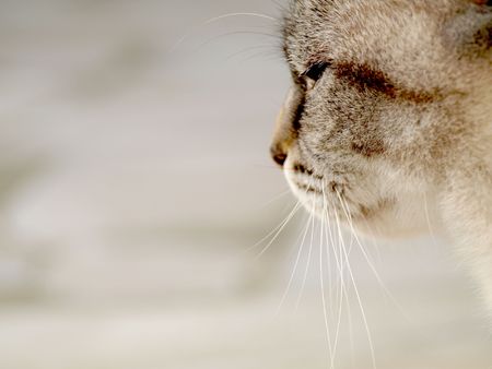 Closeup portrait of  a young catの写真素材