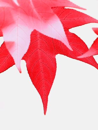 Beautiful Liquidambar red  leaves isolated on whiteの写真素材
