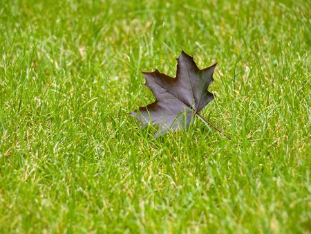 Dark maple leaf on grass with selective focus