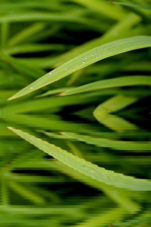 Green leaves with drops reflecting in waterの写真素材
