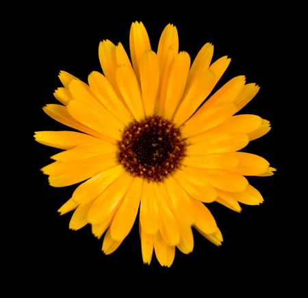 Macro of a beautiful yellow flower isloated on blackの写真素材